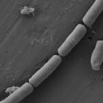Living Cement: The Microbes In Your Walls Could Power The Future