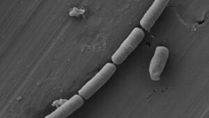 Living Cement: The Microbes In Your Walls Could&hellip;