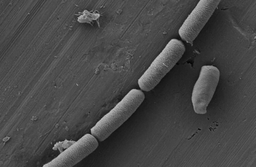 Living Cement: The Microbes In Your Walls Could Power The Future