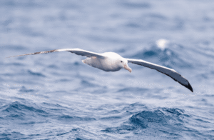 Snowy Albatross, The Largest Flying Bird By Wingspan,&hellip;