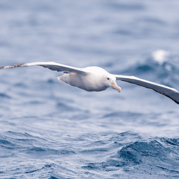 Snowy Albatross, The Largest Flying Bird By Wingspan,&hellip;