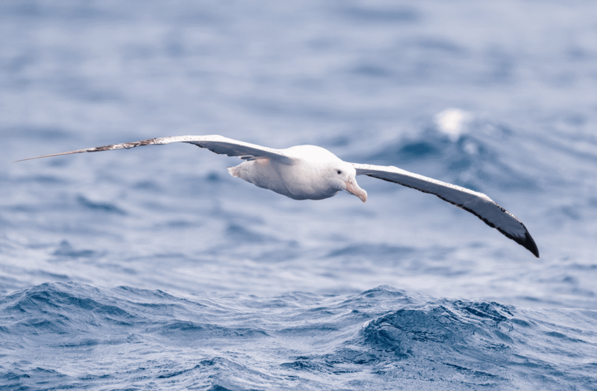 Snowy Albatross, The Largest Flying Bird By Wingspan, Is A Master Of Long-Haul Flight