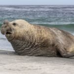 The World’s Largest Carnivoran Is A 3,600-Kilogram Giant That Weighs More Than Your Car