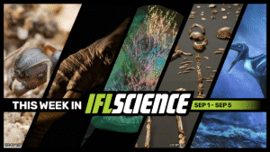 Queen Ant Produces Babies Of 2 Different Species,&hellip;