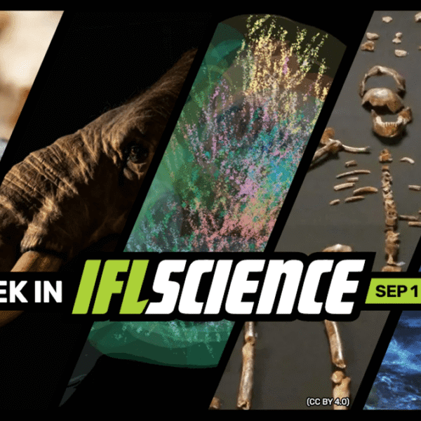 Queen Ant Produces Babies Of 2 Different Species,&hellip;