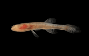 Over 11 Million Years Of Evolution, Eyeless Cavefish&hellip;