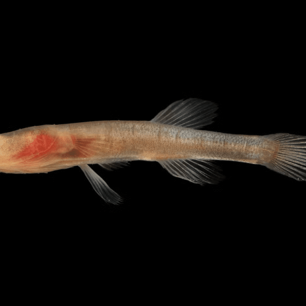 Over 11 Million Years Of Evolution, Eyeless Cavefish&hellip;