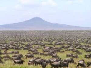 Over Half Of Migrating Wildebeests Are Seemingly “Missing”…