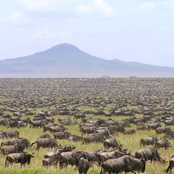 Over Half Of Migrating Wildebeests Are Seemingly “Missing”&hellip;