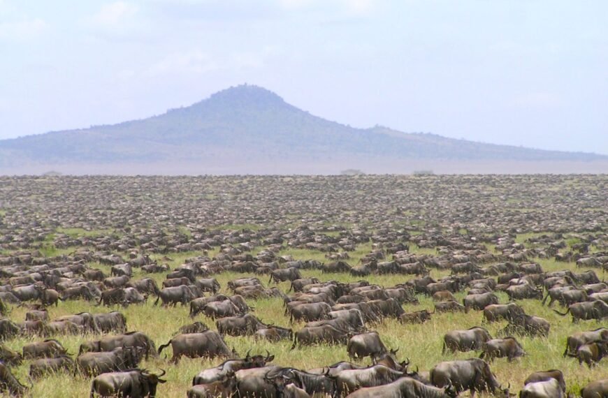 Over Half Of Migrating Wildebeests Are Seemingly “Missing” In Latest Survey