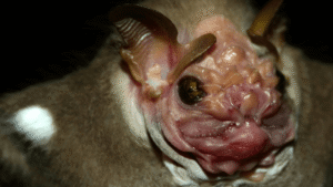 Meet The “Masked Seducer”, A Unique Bat With&hellip;
