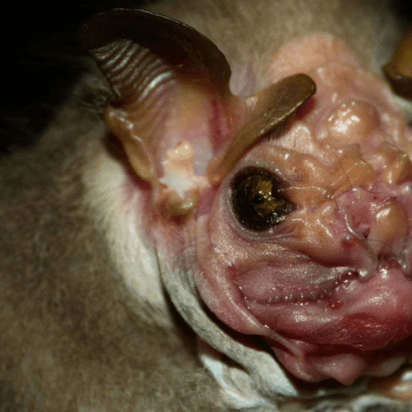 Meet The “Masked Seducer”, A Unique Bat With&hellip;