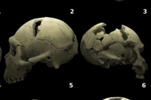 Rare 2-Million-Year-Old Infant Facial Fossils Expand What We…