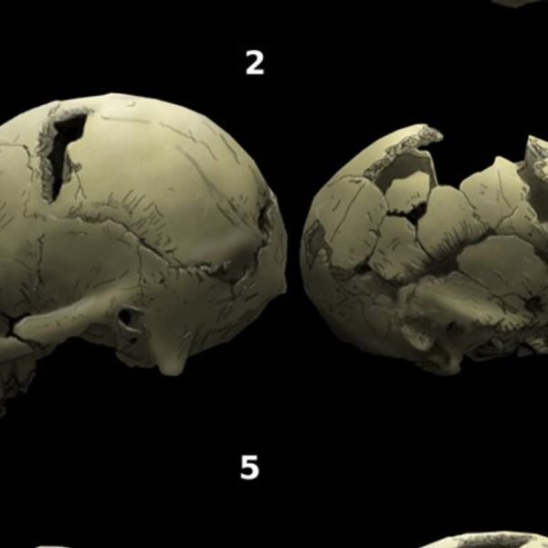 Rare 2-Million-Year-Old Infant Facial Fossils Expand What We&hellip;