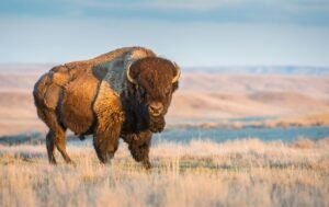 North America’s Largest Mammal Once Numbered 60 Million&hellip;