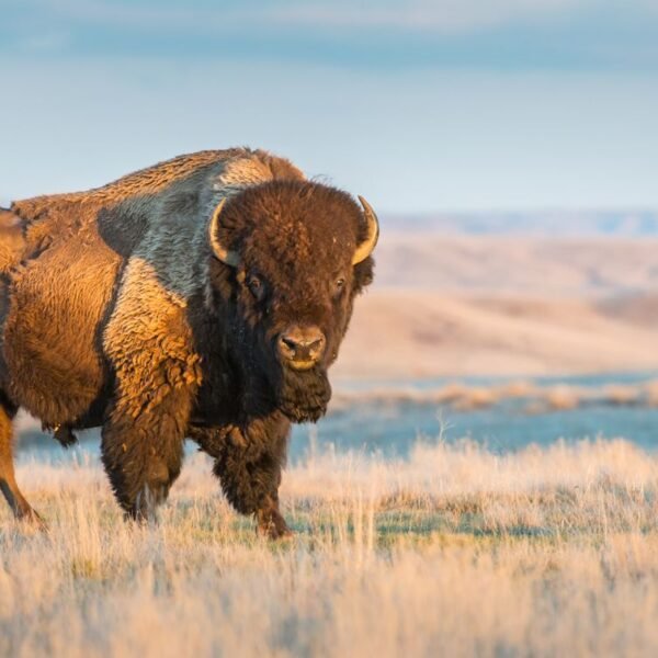 North America’s Largest Mammal Once Numbered 60 Million&hellip;