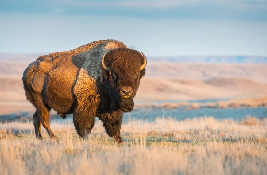 North America’s Largest Mammal Once Numbered 60 Million – Then Humans Nearly Drove It To Extinction