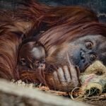 Adorable But Critically Endangered Bornean Orangutan Born In Conservation Success