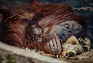 Adorable But Critically Endangered Bornean Orangutan Born In…