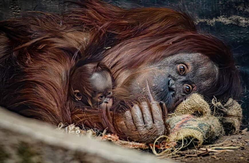 Adorable But Critically Endangered Bornean Orangutan Born In Conservation Success