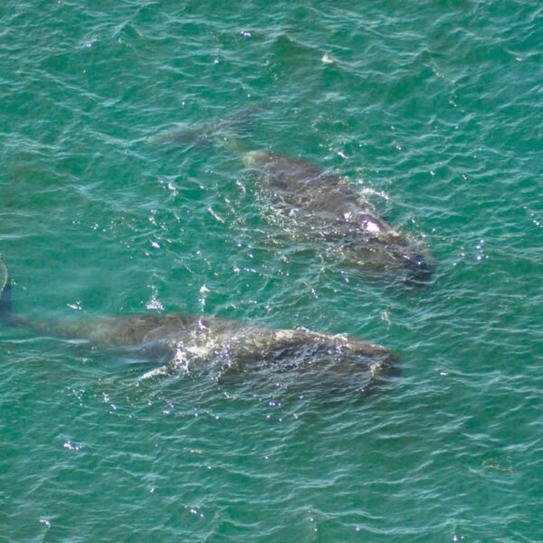Bowhead Whales Can Live For 200 Years –&hellip;