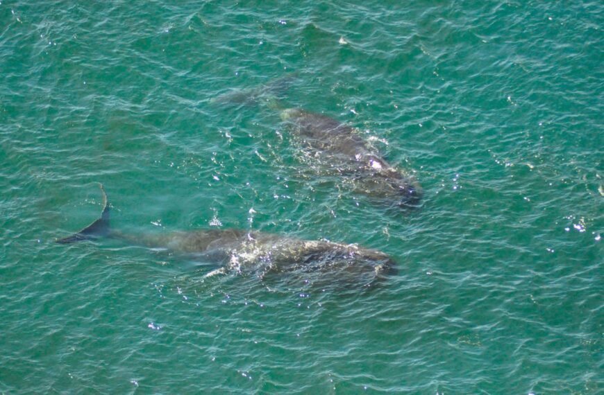 Bowhead Whales Can Live For 200 Years – This May Explain Their Extraordinary Longevity