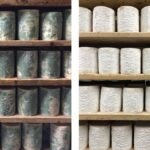 Cheese Caves, A Proposal, And Chance: How Scientists Ended Up Watching Fungi Evolve In Real Time