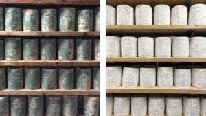 Cheese Caves, A Proposal, And Chance: How Scientists&hellip;