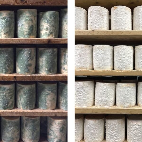 Cheese Caves, A Proposal, And Chance: How Scientists&hellip;