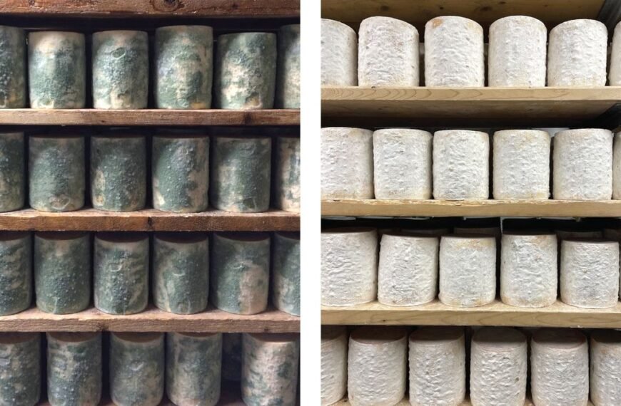 Cheese Caves, A Proposal, And Chance: How Scientists Ended Up Watching Fungi Evolve In Real Time