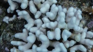 Two Major Coral Species Now Functionally Extinct In…