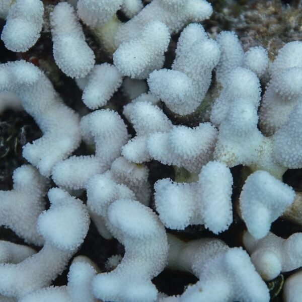 Two Major Coral Species Now Functionally Extinct In&hellip;