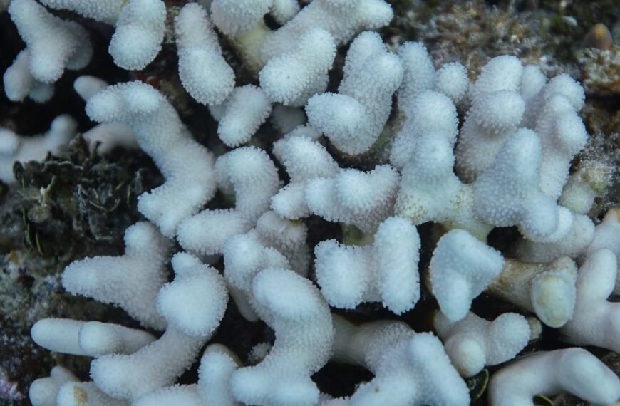 Two Major Coral Species Now Functionally…