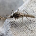 Only One Place On Earth Now Remains Mosquito-Free As Iceland Records First-Ever Sighting