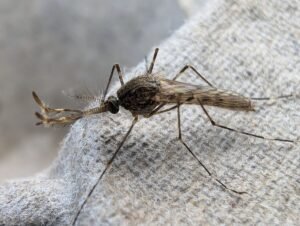 Only One Place On Earth Now Remains Mosquito-Free…