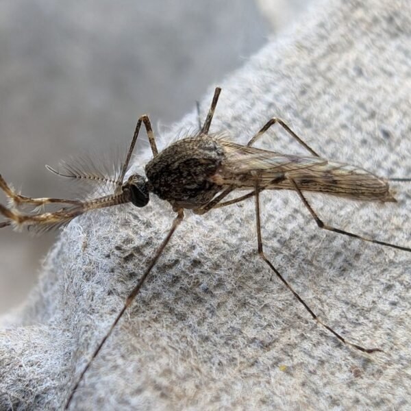 Only One Place On Earth Now Remains Mosquito-Free&hellip;