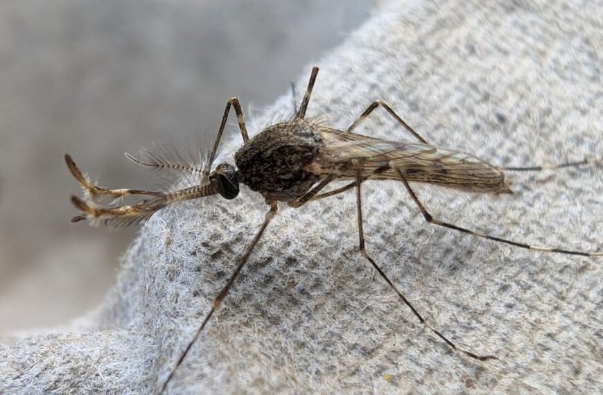 Only One Place On Earth Now Remains Mosquito-Free…