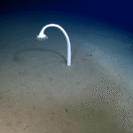 Scientists Explored Some Of The Deepest Parts Of The Ocean And Spotted Some Seriously Weird Deep-Sea Creatures