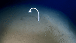Scientists Explored Some Of The Deepest Parts Of…