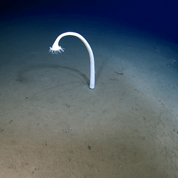 Scientists Explored Some Of The Deepest Parts Of…