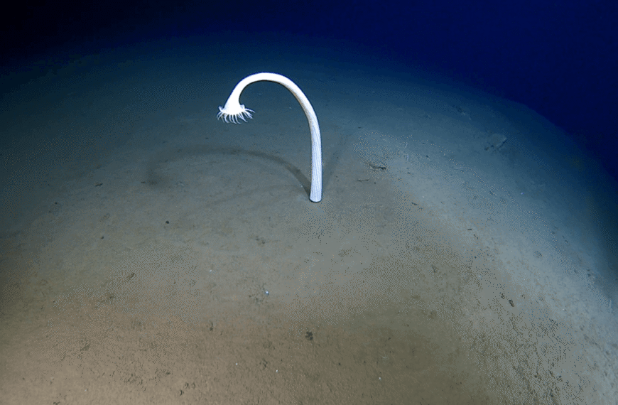 Scientists Explored Some Of The Deepest Parts Of…