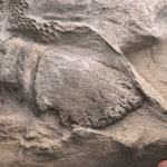 Mummified Dinosaur Duo Prove They Had Hooves, Marking “The First Confirmed Hooved Reptile”