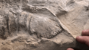 Mummified Dinosaur Duo Prove They Had Hooves, Marking…
