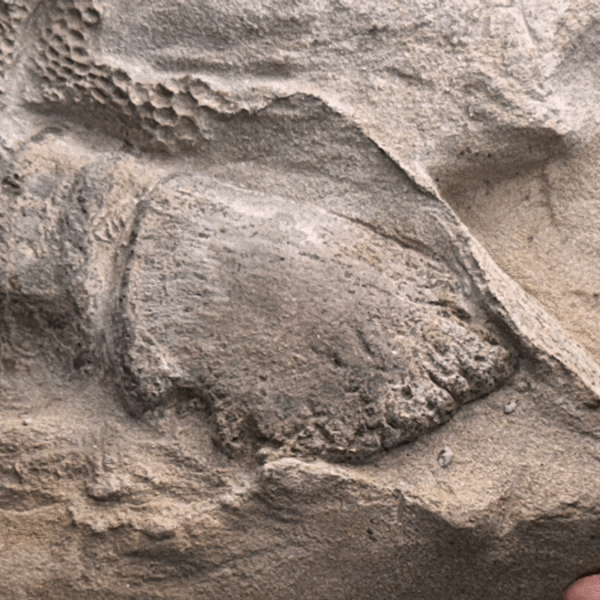 Mummified Dinosaur Duo Prove They Had Hooves, Marking&hellip;