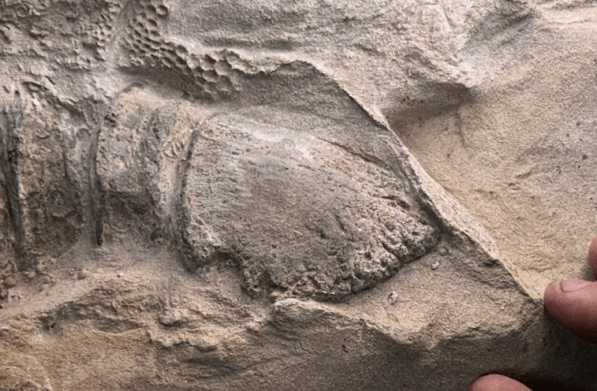 Mummified Dinosaur Duo Prove They Had Hooves, Marking…