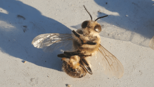 Do Bees Really “Explode” When They Mate? Yes,&hellip;
