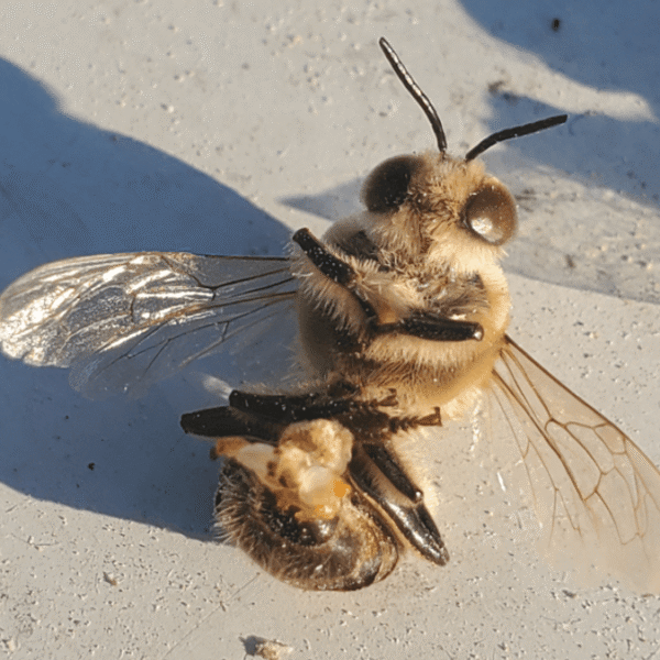 Do Bees Really “Explode” When They Mate? Yes,&hellip;