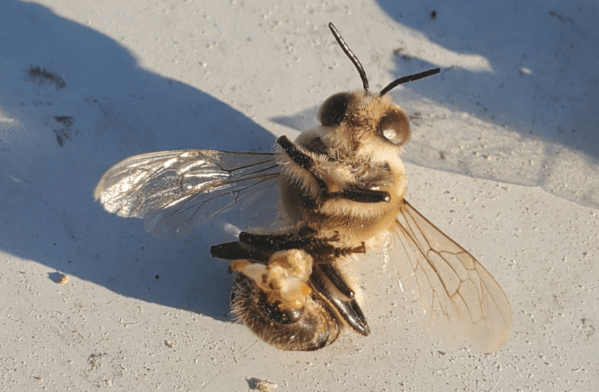 Do Bees Really “Explode” When They Mate? Yes, Yes They Do