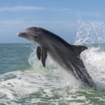 Stranded Dolphins’ Brains Show Signs Of Alzheimer’s-Like Disease