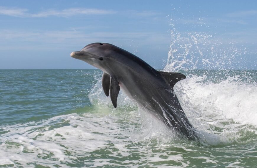 Stranded Dolphins’ Brains Show Signs Of Alzheimer’s-Like Disease